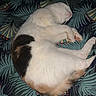 Prunelle participe au concours pour gagner de l'argent avec cette photo : animal, black, blanket, cat, cozy, cute, domestic, feline, fur, indoor, leaf, orange, pattern, paw, pet, relaxed, resting, sleeping, soft, white