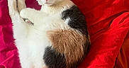Prunelle a rejoint le concours — aidez-le/la à gagner de superbes lots ! animal, bed, blanket, calico, cat, comfort, cozy, cute, domestic, ears, feline, fur, indoor, pet, red, relaxed, resting, sleepy, soft, whiskers