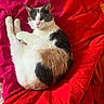animal, bed, blanket, calico, cat, comfort, cozy, cute, domestic, ears, feline, fur, indoor, pet, red, relaxed, resting, sleepy, soft, whiskers