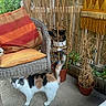 Prunelle participe au concours pour gagner de l'argent avec cette photo : animal, bamboo_fence, calico_cat, cat, curious, cushion, decor, dry_plant, floor, furniture, greenery, orange_cushion, outdoor, patio, pet, potted_plant, relaxing, tail_up, wicker_chair, yellow_cushion