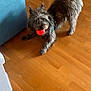 animal, ball, brown, canine, companion, cute, dog, domestic, floor, fun, fur, happy, indoor, pet, play, playful, red, small_dog, toy, wooden_floor