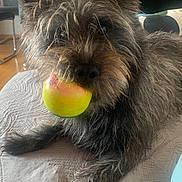Balou participe au concours pour gagner de l'argent avec cette photo : animal, apple, bedspread, canine, closeup, companion, cute, dog, domestic, fur, furniture, indoor, living_room, paw, pet, playful, quilt, relaxed, resting, snout