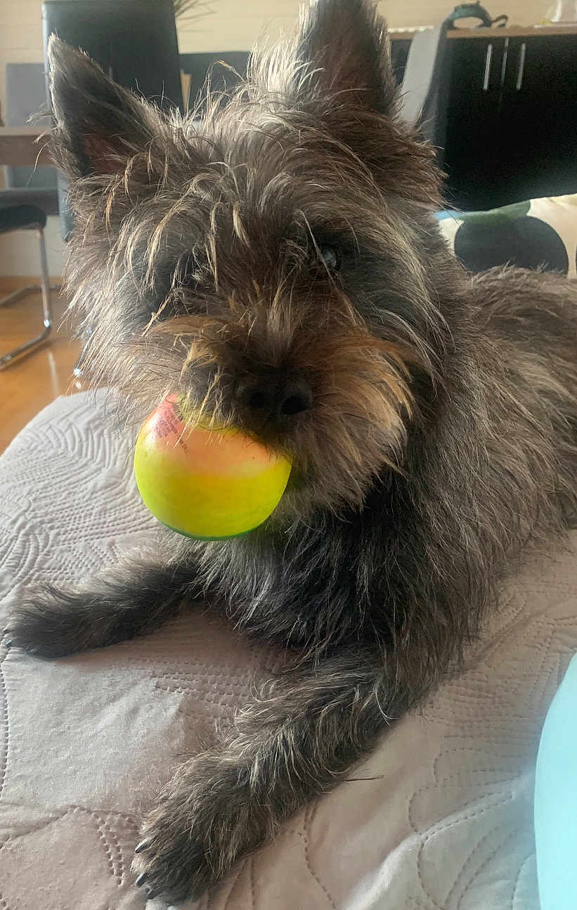 Balou