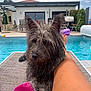 Balou participe au concours pour gagner de l'argent avec cette photo : backyard, canine, clouds, daytime, dog, fur, house, human_leg, leg, lounge_chair, outdoor, pet, pool, poolside, relaxation, sky, summer, towel, vacation, wet_dog