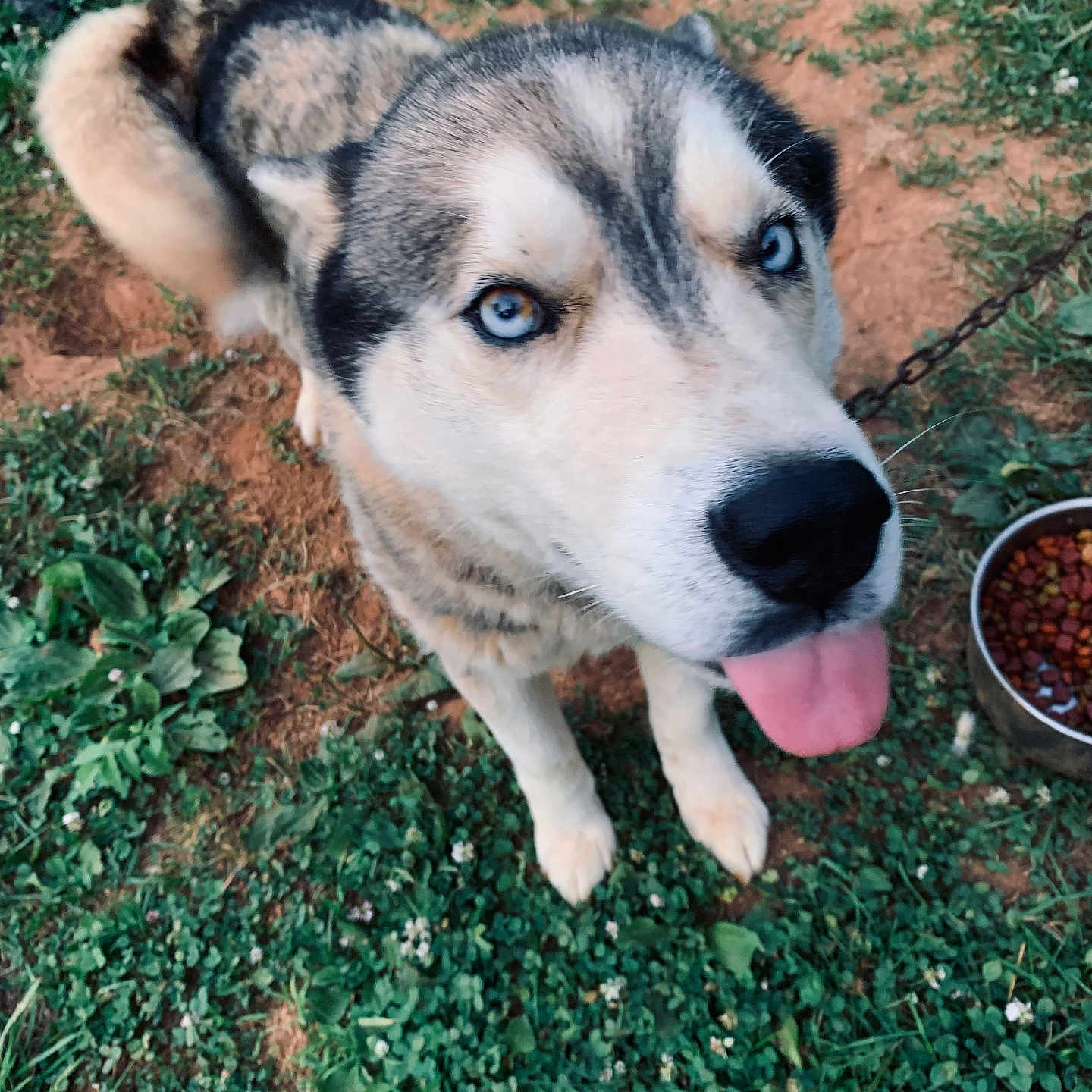 Bluey