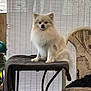 animal, calm, chair, cloth, cozy, cream_color, cute, daylight, dog, domestic, fluffy, furniture, indoor, light, pet, portrait, sitting, small_dog, table, window_blind