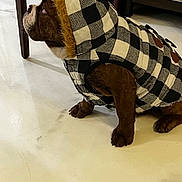 Chato joined the competition — help win amazing prizes! dog, puppy, clothing, jacket, hood, checkered_pattern, brown, indoor, floor, furniture, couch, pet, animal, curious, sitting, cozy, fur, looking_up, domestic, cute