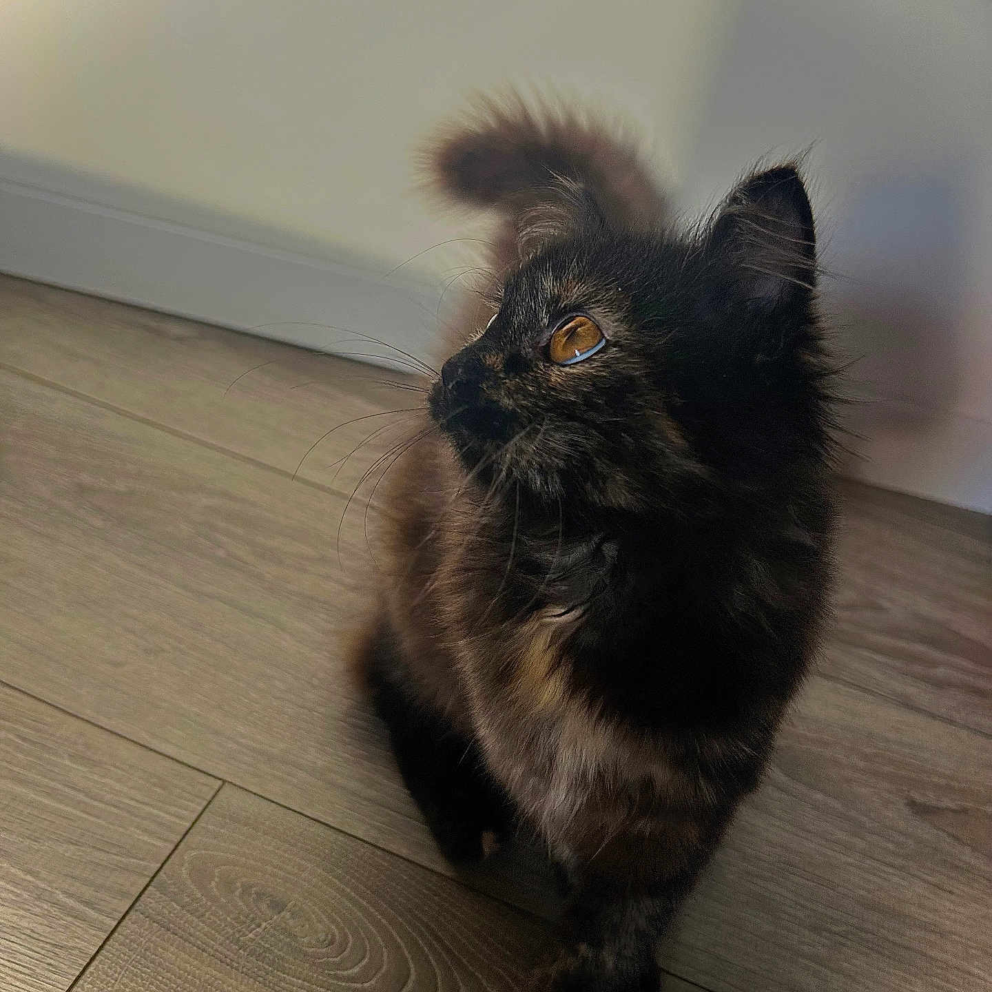 Aria a rejoint le concours — aidez-le/la à gagner de superbes lots ! cat, tortoiseshell, pet, animal, feline, indoor, wooden_floor, curious, amber_eyes, fluffy, tail, whiskers, closeup, looking_up, domestic, mammal, cute, fur, side_view, young_cat
