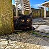 Aria participe au concours pour gagner de l'argent avec cette photo : cat, black_cat, golden_eyes, outdoor, patio, stone_floor, moss, pillar, white_chairs, stacked_chairs, table, blue_sky, sunlight, shadow, fur, animal, resting, nature, daytime, quiet