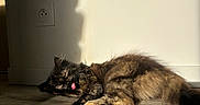 Aria a rejoint le concours — aidez-le/la à gagner de superbes lots ! cat, tortoiseshell_cat, animal, pet, feline, sleeping, tongue_out, sunlight, shadow, wooden_floor, indoor, resting, cozy, fur, cute, adorable, relaxed, house, wall, floor