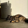 cat, tortoiseshell_cat, animal, pet, feline, sleeping, tongue_out, sunlight, shadow, wooden_floor, indoor, resting, cozy, fur, cute, adorable, relaxed, house, wall, floor