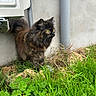 Aria a rejoint le concours — aidez-le/la à gagner de superbes lots ! cat, tortoiseshell, grass, clover, outdoor, animal, pet, feline, fur, yellow_eyes, alert, nature, greenery, concrete_wall, utility_box, side_view, whiskers, tail, small_plant, daylight