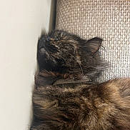 Aria a rejoint le concours — aidez-le/la à gagner de superbes lots ! cat, tortoiseshell, sleeping, close_up, fur, pet, cozy, indoor, resting, texture, wall, wood, animal, napping, whiskers, peaceful, soft, feline, comfort, relaxed