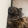 cat, tortoiseshell, sleeping, close_up, fur, pet, cozy, indoor, resting, texture, wall, wood, animal, napping, whiskers, peaceful, soft, feline, comfort, relaxed