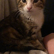Lina a rejoint le concours — aidez-le/la à gagner de superbes lots ! cat, kitten, tabby, white_markings, pet, animal, feline, cute, sitting, indoors, blanket, cozy, fur, whiskers, ears, eyes, nose, young, domestic, companion