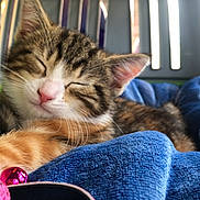 Lina participe au concours pour gagner de l'argent avec cette photo : animal, bell, blanket, blue, cat, closeup, cozy, cute, domestic_cat, fur, indoor, kitten, pet_carrier, pink_collar, resting, sleeping, soft_texture, tabby, whiskers, young_cat