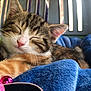 kitten, sleeping, tabby, cat, pet_carrier, blanket, blue, pink_collar, bell, fur, whiskers, closeup, indoor, cozy, resting, young_cat, cute, animal, domestic_cat, soft_texture
