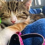Lina a rejoint le concours — aidez-le/la à gagner de superbes lots ! kitten, cat, sleeping, pet_carrier, blue_blanket, pink_collar, bell, close_up, feline, animal, cute, resting, fur, whiskers, indoor, soft, young_cat, tabby, pet, cozy