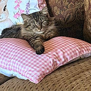 Bella joined the competition — help win amazing prizes! bunny, cat, cozy, cushion, cute, feline, floral, fluffy, gingham, home, indoor, patterned, pet, pillow, pink, relaxed, resting, sofa, tabby, upholstery