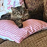bunny, cat, cozy, cushion, cute, feline, floral, fluffy, gingham, home, indoor, patterned, pet, pillow, pink, relaxed, resting, sofa, tabby, upholstery