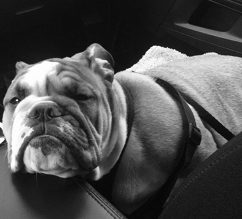 Odis Dudley joined the competition — help win amazing prizes! black, bulldog, canidae, carnivore, comfort, companion_dog, dog, dog_breed, fawn, molosser, monochrome, monochrome_photography, snout, sporting_group, toy_dog, whiskers, white, white_english_bulldog, window, wrinkle