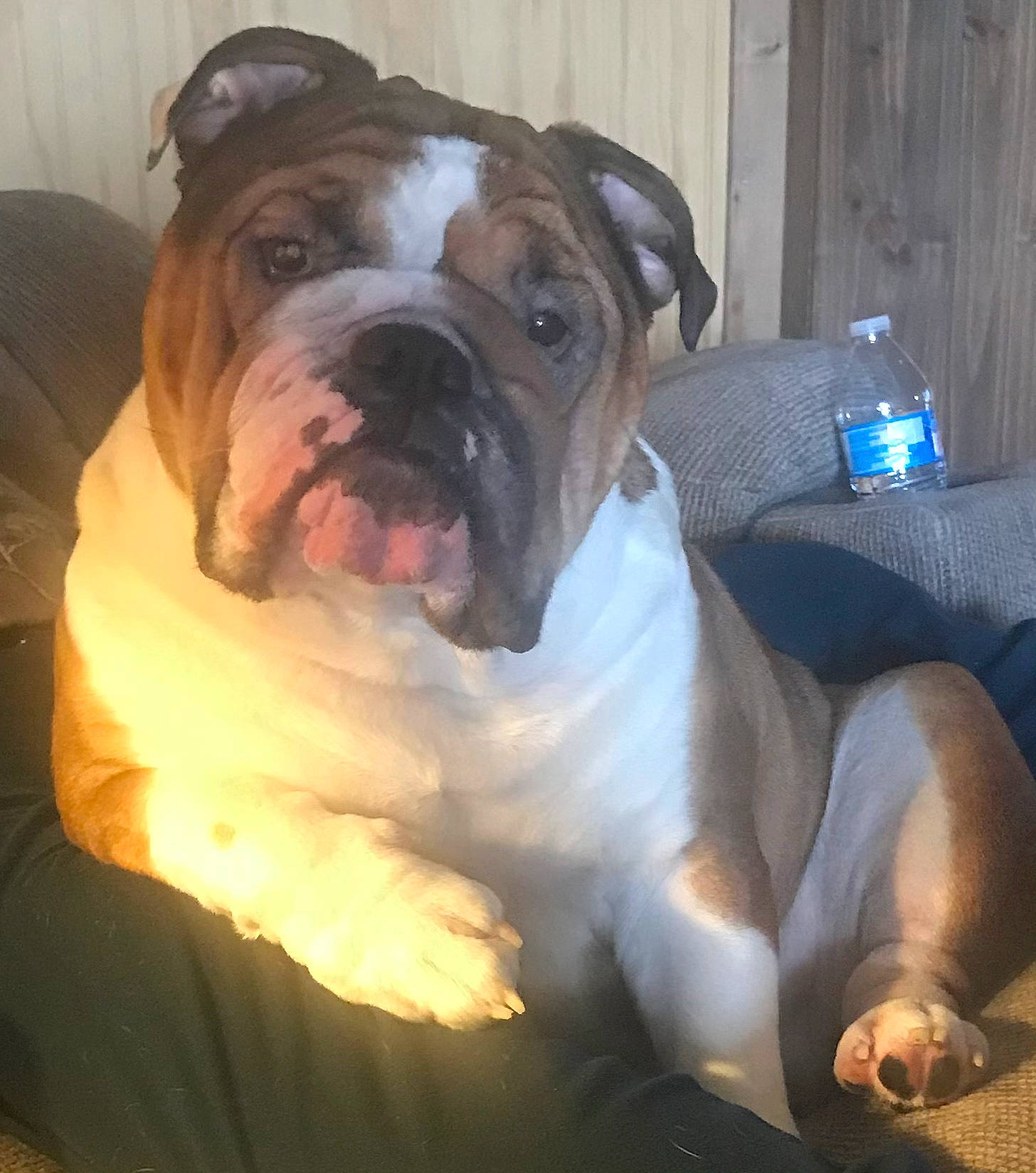 Odis Dudley joined the competition — help win amazing prizes! bored, bottle, bulldog, canidae, carnivore, comfort, companion_dog, dog, dog_breed, dog_collar, fawn, fur, snout, sporting_group, water_bottle, whiskers, window, wood, working_animal, wrinkle