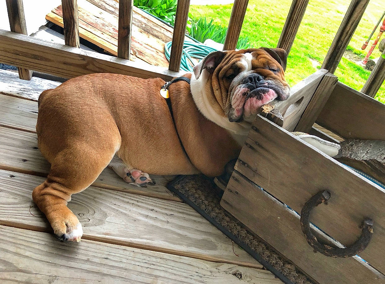 Odis Dudley is registered to the contest to win money with this photo: american_bulldog, australian_bulldog, british_bulldogs, bulldog, canidae, carnivore, companion_dog, dog, dog_breed, dorset_olde_tyme_bulldogge, fawn, mammal, non_sporting_group, old_english_bulldog, olde_english_bulldogge, renascence_bulldogge, snout, toy_bulldog, valley_bulldog, vertebrate