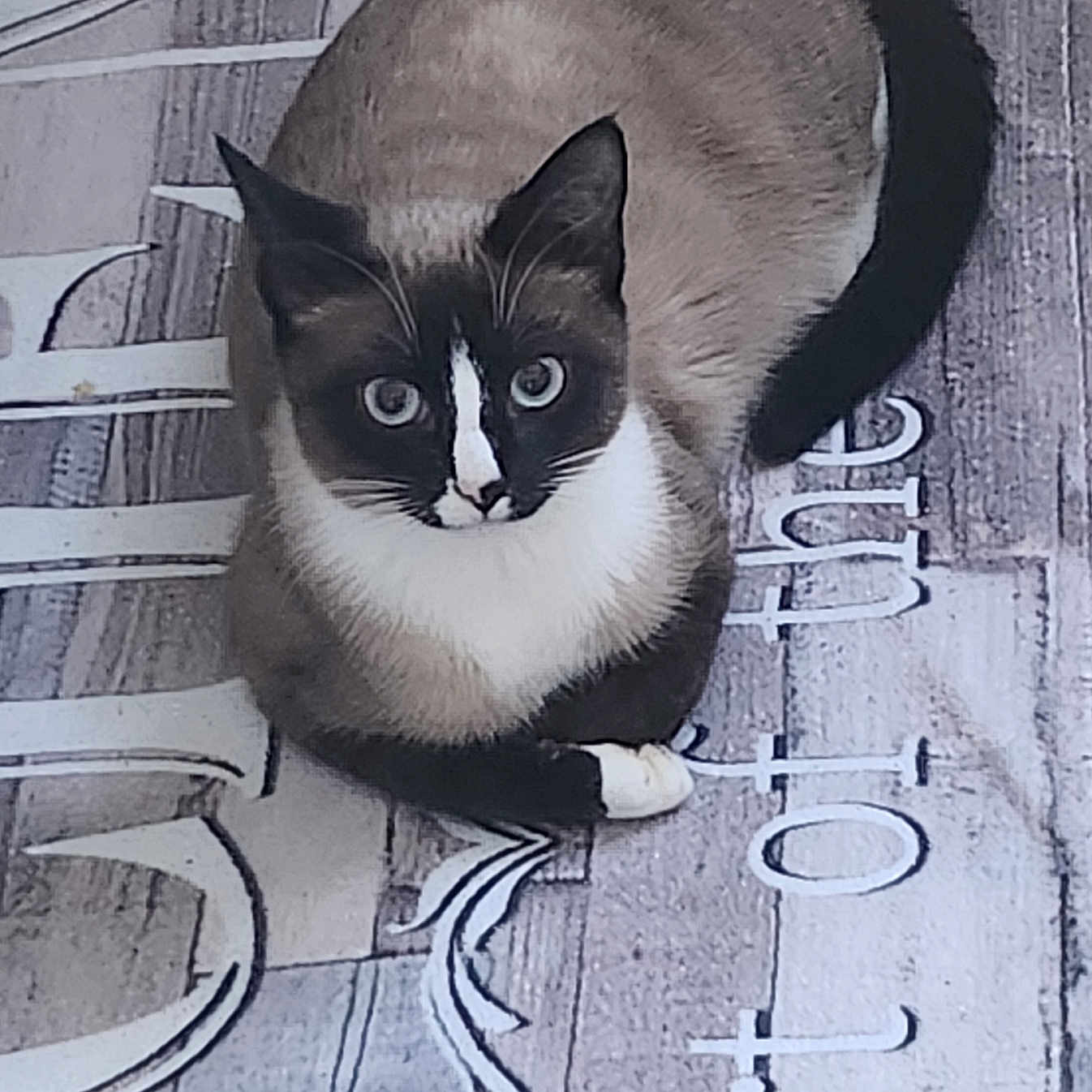 Milo participe au concours pour gagner de l'argent avec cette photo : animal, black, brown, cat, closeup, curious, decorative_text, ears, eyes, feline, fur, indoor, pattern, paw, pet, sitting, tail, texture, whiskers, white