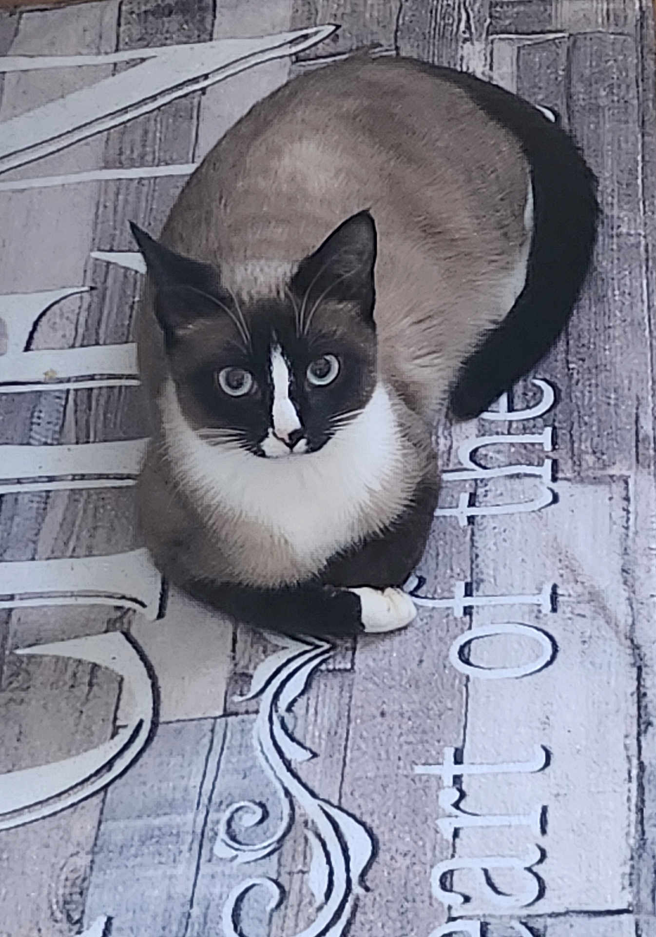 Milo participe au concours pour gagner de l'argent avec cette photo : cat, animal, pet, feline, curious, sitting, fur, whiskers, ears, eyes, paw, tail, indoor, texture, decorative_text, pattern, brown, white, black, closeup