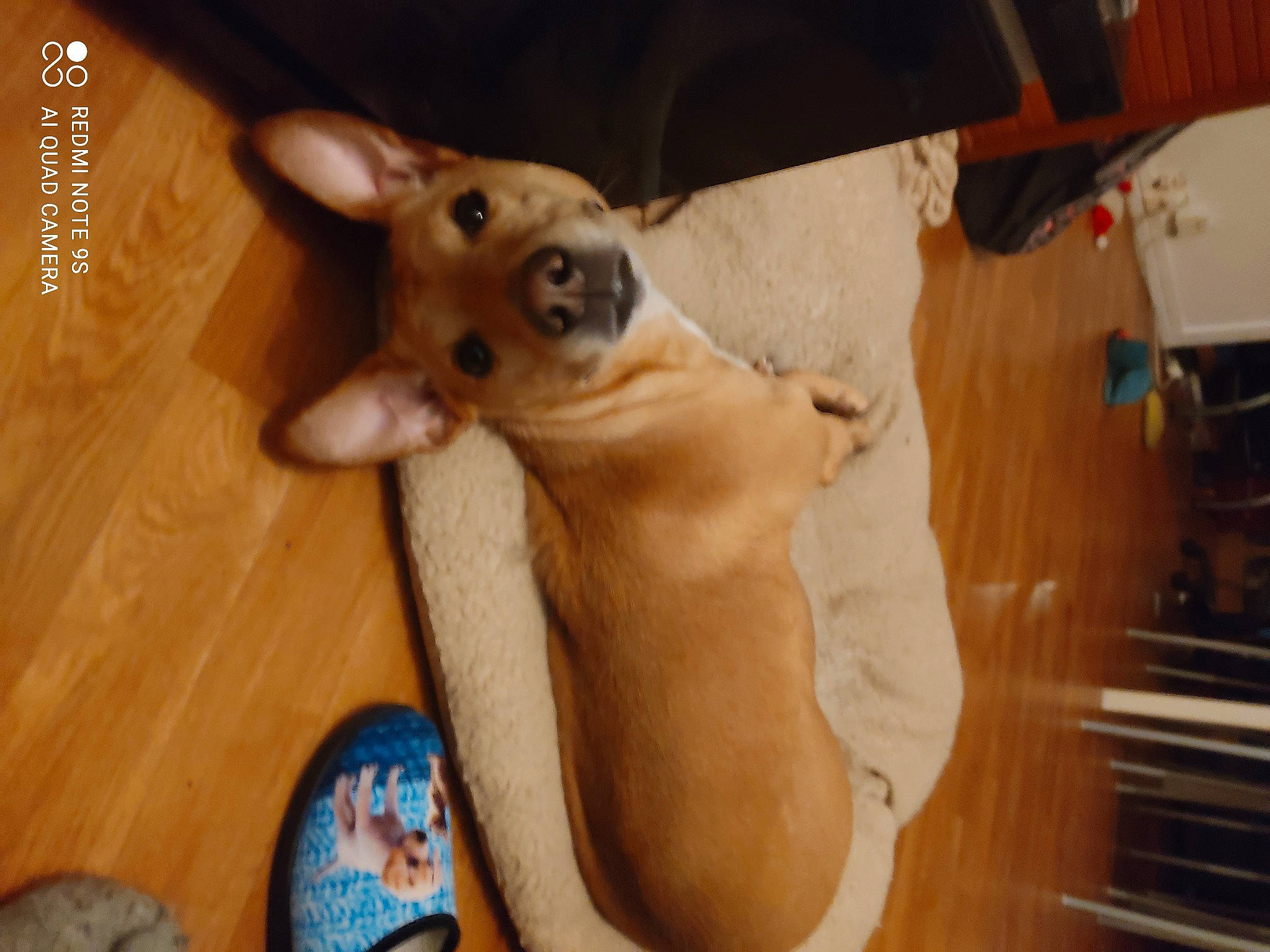 Orphée participe au concours pour gagner de l'argent avec cette photo : carnivore, chihuahua, comfort, companion_dog, dog, dog_breed, ear, fawn, felidae, flooring, foot, hardwood, snout, spitz, sporting_group, tail, toy_dog, whiskers, wood, working_animal