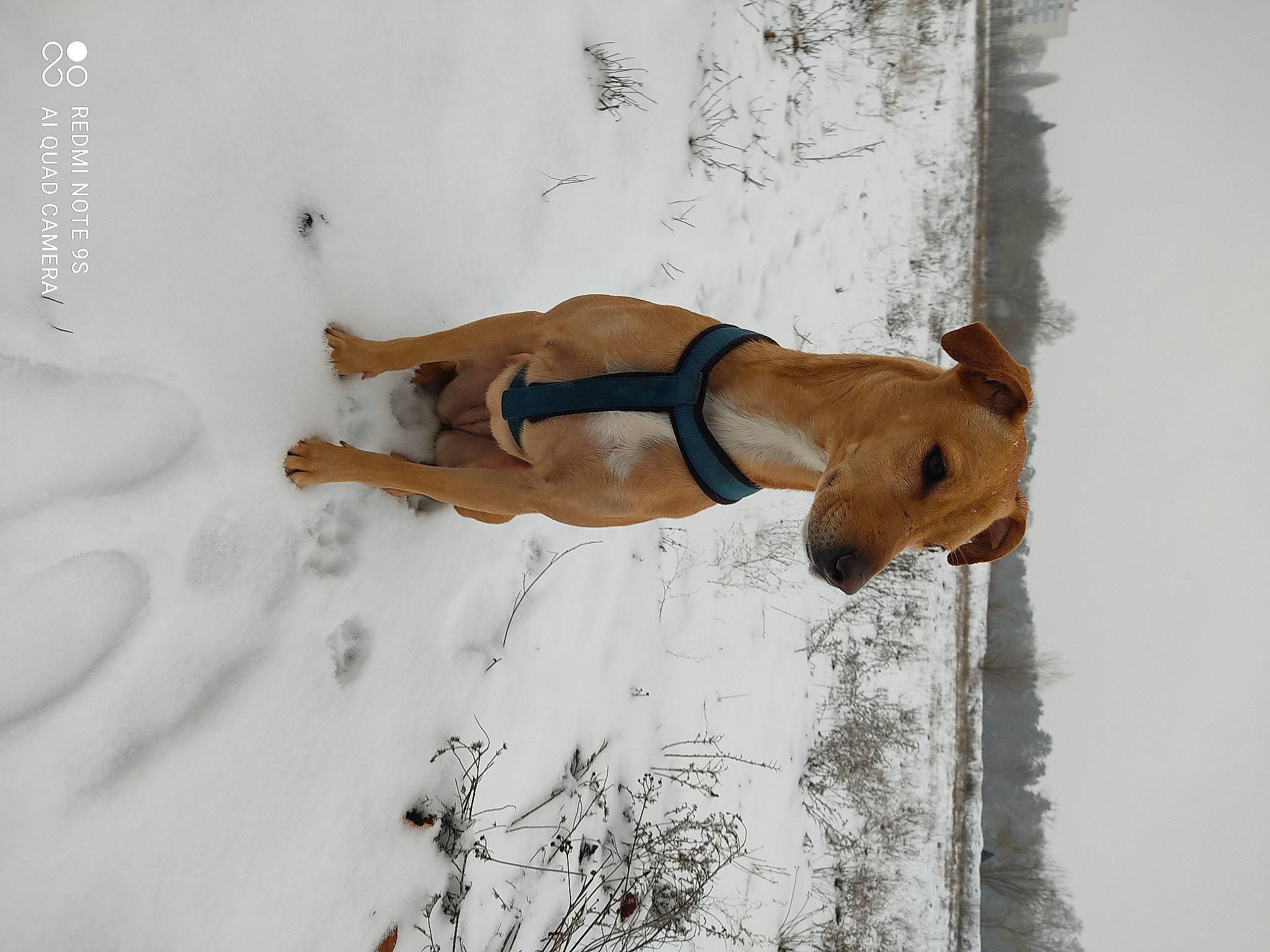 Orphée participe au concours pour gagner de l'argent avec cette photo : barechested, canidae, carnivore, dog, dog_breed, fawn, freezing, hunting_dog, navel, slope, snout, snow, sporting_group, tail, window, winter, wood