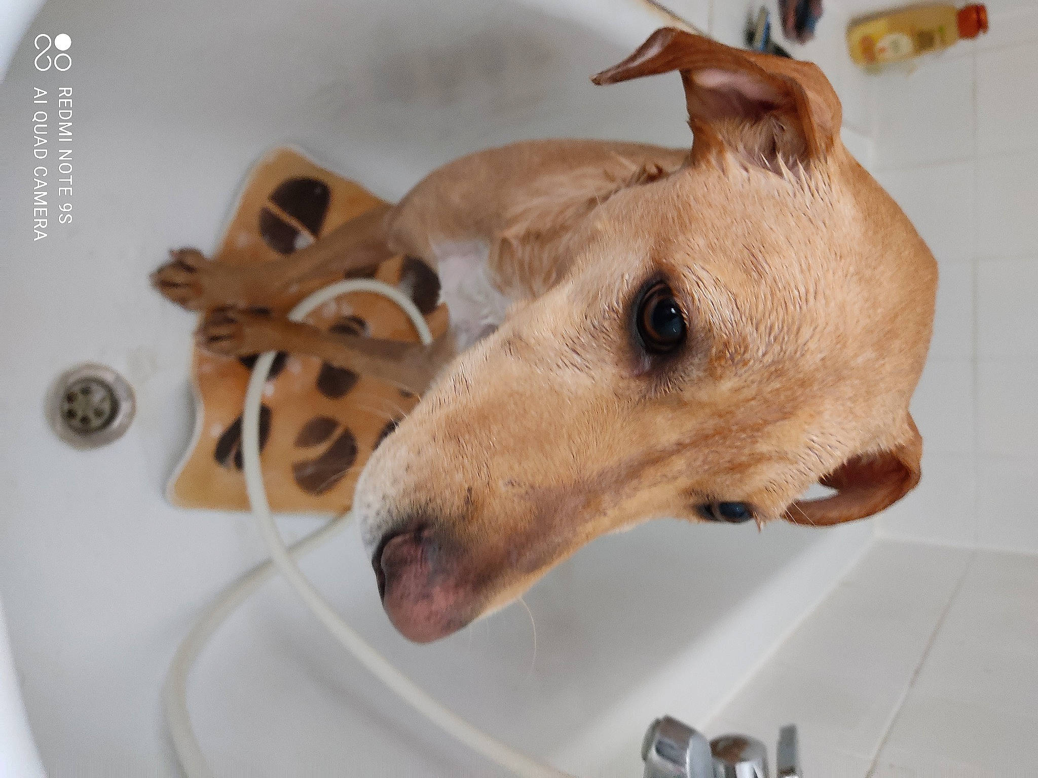 Orphée participe au concours pour gagner de l'argent avec cette photo : canidae, carnivore, ceramic, companion_dog, dishware, dog, dog_breed, dog_supply, ear, fawn, fur, pet_supply, serveware, snout, sporting_group, tableware, terrestrial_animal, whiskers, wood, working_animal
