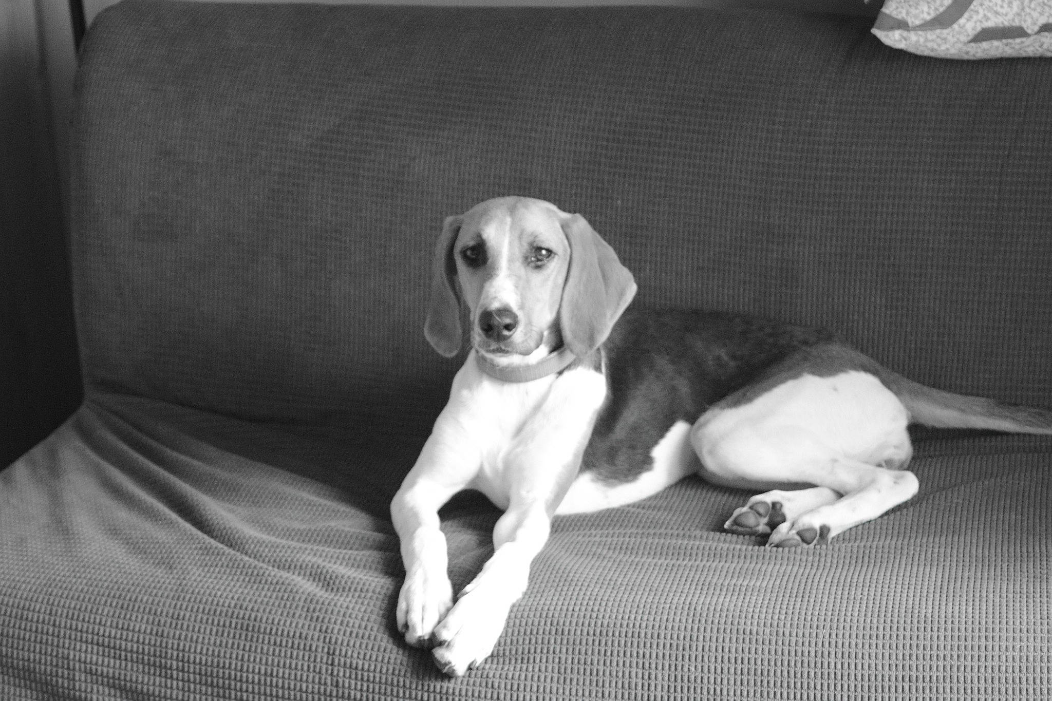Tambouille participe au concours pour gagner de l'argent avec cette photo : canidae, carnivore, comfort, companion_dog, couch, dog, dog_breed, fawn, grey, hound, human_leg, monochrome, monochrome_photography, paw, sitting, snout, sporting_group, tail, whiskers, working_animal