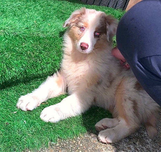 Xena a rejoint le concours — aidez-le/la à gagner de superbes lots ! australian_collie, australian_shepherd, basque_shepherd_dog, border_collie, canidae, carnivore, collie, companion_dog, dog, dog_breed, english_shepherd, herding_dog, mammal, miniature_australian_shepherd, rare_breed_dog, rough_collie, scotch_collie, sporting_group, vertebrate, welsh_sheepdog