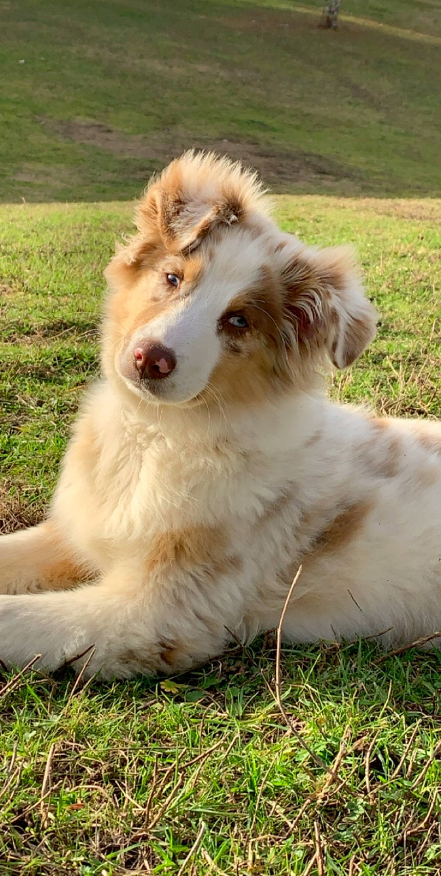 Xena a rejoint le concours — aidez-le/la à gagner de superbes lots ! ancient_dog_breeds, australian_collie, australian_shepherd, canidae, carnivore, collie, companion_dog, dog, dog_breed, grass, mammal, miniature_australian_shepherd, rough_collie, scotch_collie, sporting_group, vertebrate