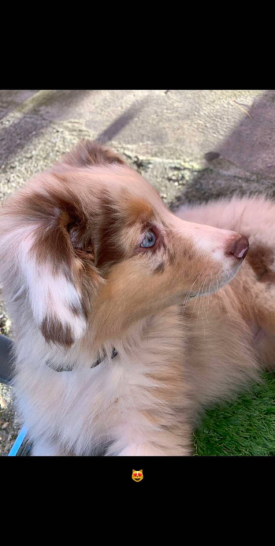 Xena a rejoint le concours — aidez-le/la à gagner de superbes lots ! australian_shepherd, canidae, carnivore, collie, companion_dog, dog, dog_breed, ear, fawn, fur, liver, mammal, miniature_australian_shepherd, scotch_collie, small_greek_domestic_dog, snout, sporting_group, working_dog