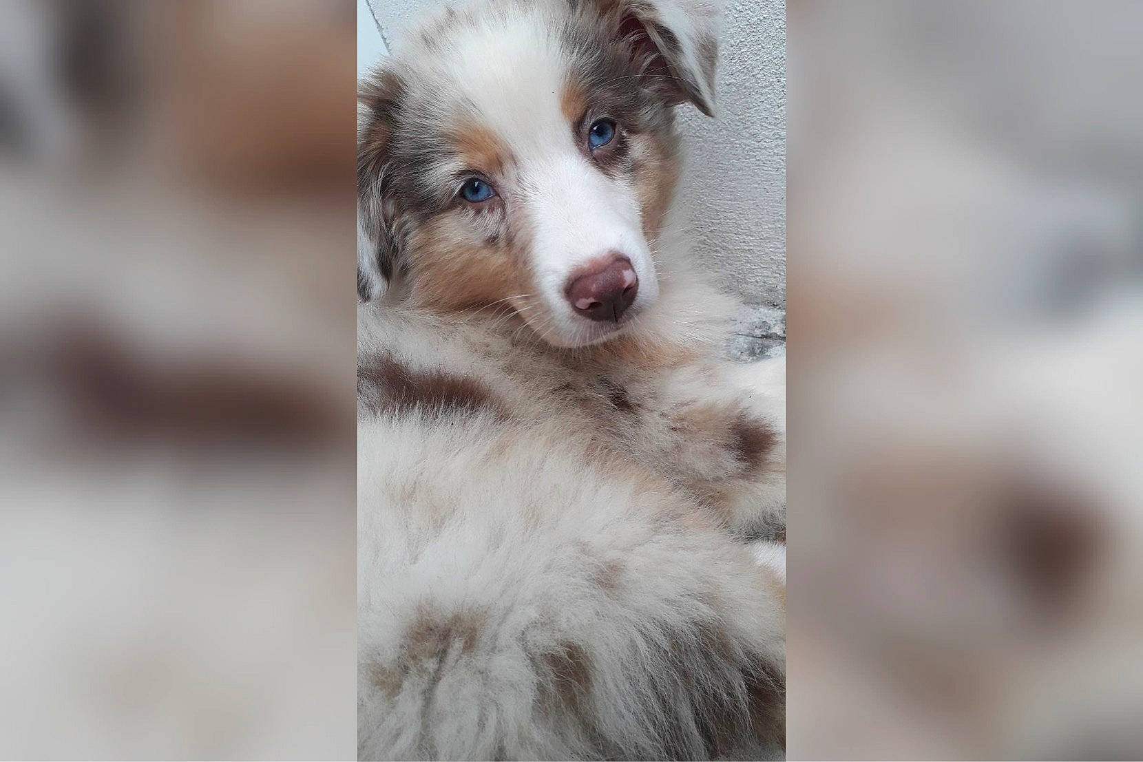Xena participe au concours pour gagner de l'argent avec cette photo : australian_collie, australian_shepherd, border_collie, canidae, carnivore, companion_dog, dog, dog_breed, mammal, miniature_australian_shepherd, puppy, working_dog