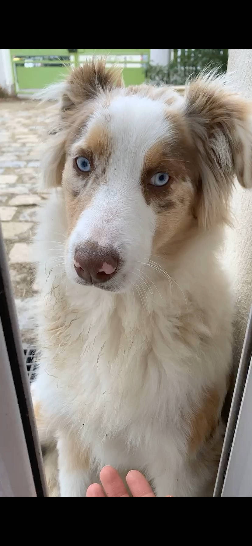 Xena participe au concours pour gagner de l'argent avec cette photo : aidi, australian_collie, australian_shepherd, basque_shepherd_dog, border_collie, canidae, carnivore, companion_dog, dog, dog_breed, fawn, mammal, miniature_australian_shepherd, nose, rare_breed_dog, scotch_collie, sporting_group, vertebrate, working_dog