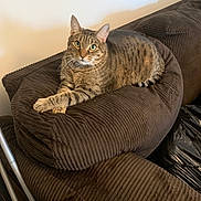 Tigger joined the competition — help win amazing prizes! tabby_cat, cat, pet, animal, feline, indoor, couch, brown, corduroy, furniture, relaxed, paws_crossed, green_eyes, striped_fur, domestic_cat, comfortable, resting, household, cozy, portrait