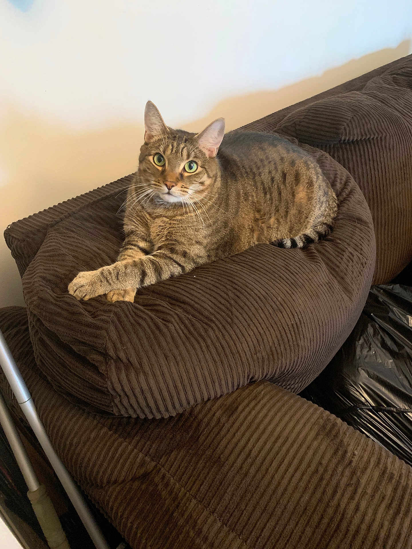 Tigger joined the competition — help win amazing prizes! tabby_cat, cat, pet, animal, feline, indoor, couch, brown, corduroy, furniture, relaxed, paws_crossed, green_eyes, striped_fur, domestic_cat, comfortable, resting, household, cozy, portrait
