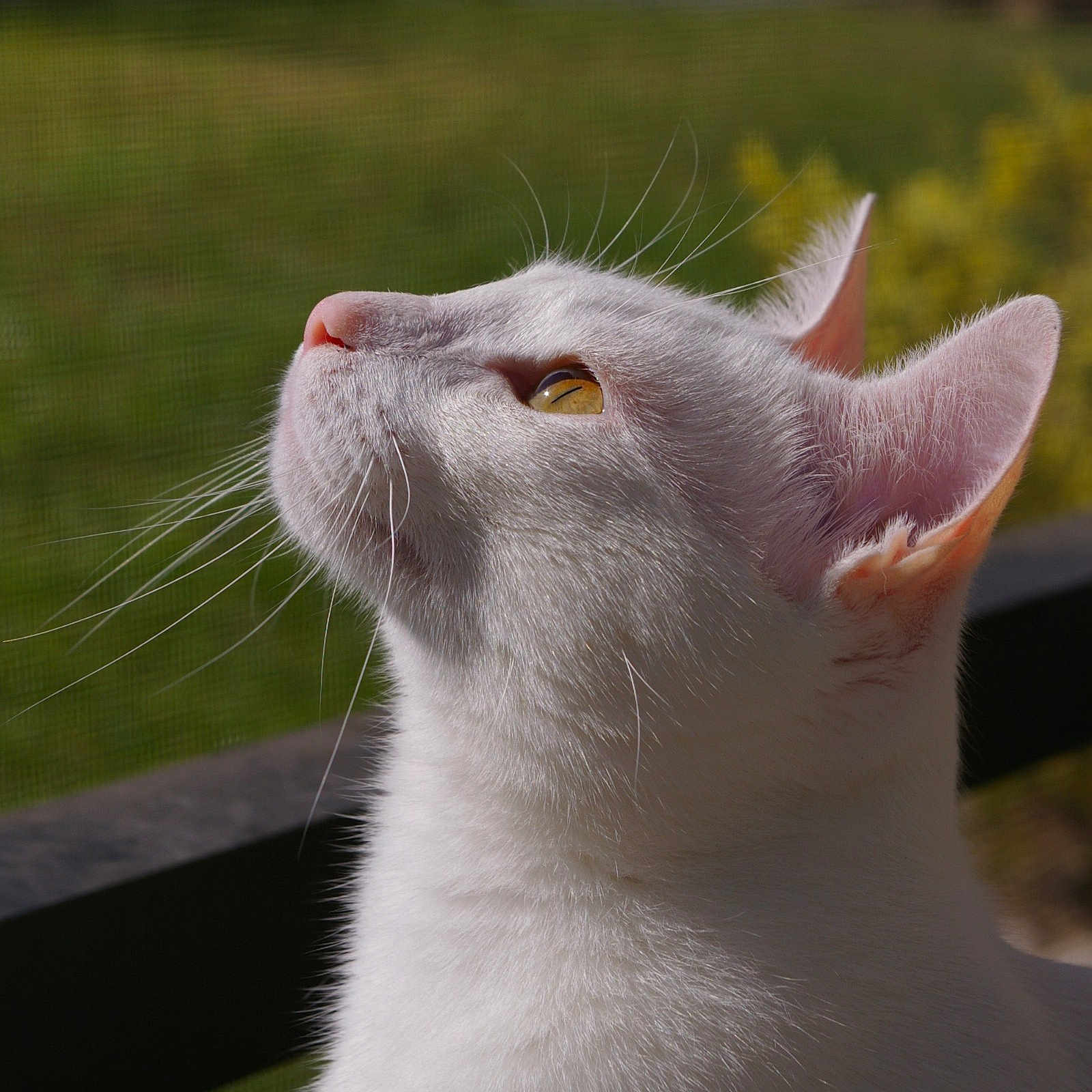 Kimi