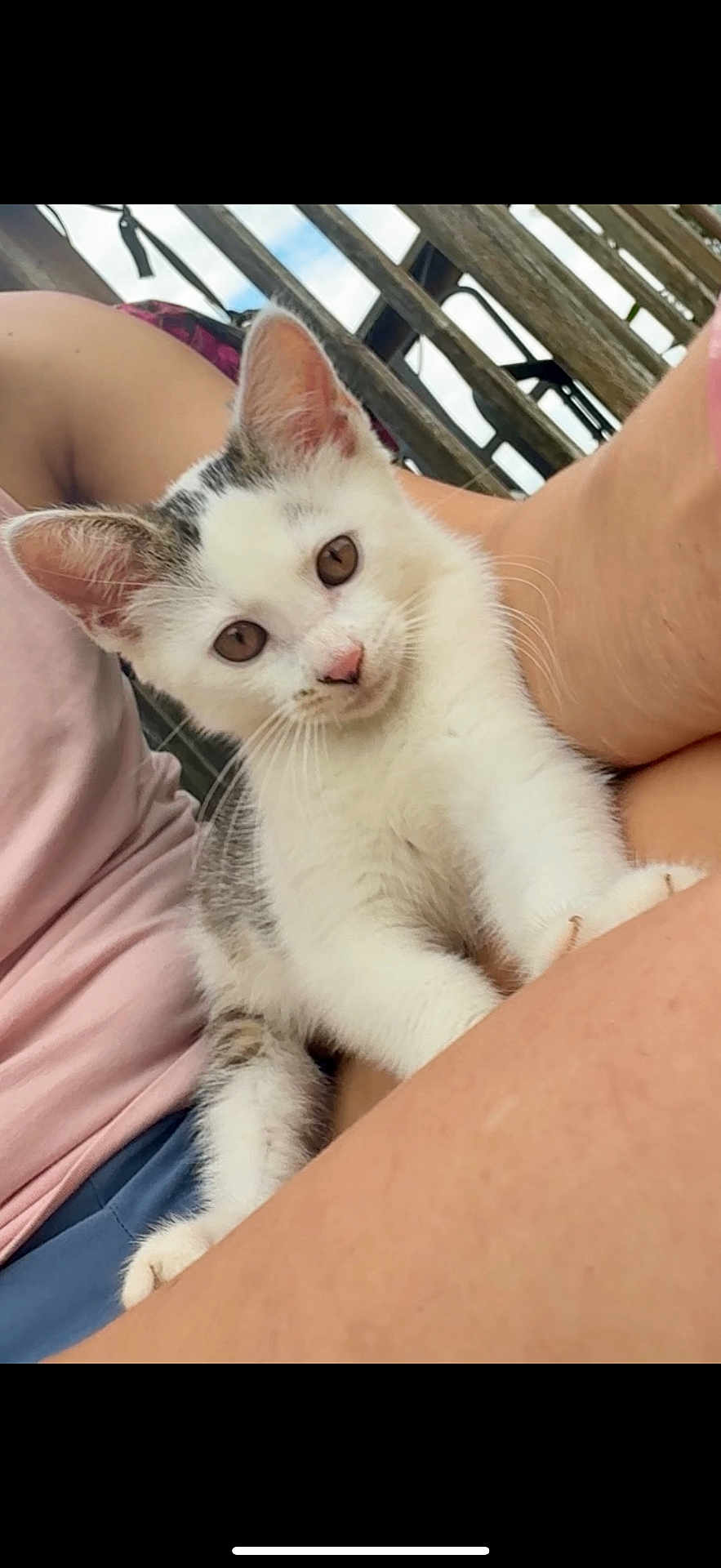 Daisy joined the competition — help win amazing prizes! animal, blue_shorts, cat, close_up, curious, cute, ears, feline, gray_spots, kitten, lap, outdoor, person, pet, pink_shirt, sky, whiskers, white_cat, wooden_fence, young_cat