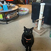 Sasha is registered to the contest to win money with this photo: accessories, animal, architecture, bag, blackcat, building, cat, furniture, grocerystore, handbag, indoors, interiordesign, livingroom, person, pet, plywood, room, shop, table, wood