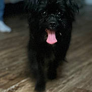 Princess joined the competition — help win amazing prizes! dog, black_dog, indoor, wooden_floor, tongue_out, pet, animal, blurred, walking, flooring, people, legs, jeans, casual, home, companion, cute, fur, canine, domestic