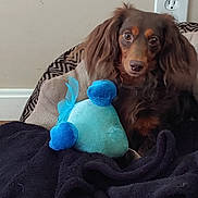 Bandit is registered to the contest to win money with this photo: dog, long_hair, brown_dog, toy, plush_toy, blue_toy, blanket, cozy, indoor, pet, cute, face, fur, snout, ears, floor, wall, electrical_outlet, comfort, relaxation