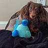 dog, long_hair, brown_dog, toy, plush_toy, blue_toy, blanket, cozy, indoor, pet, cute, face, fur, snout, ears, floor, wall, electrical_outlet, comfort, relaxation