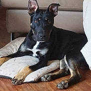 Shelby a rejoint le concours — aidez-le/la à gagner de superbes lots ! dog, black_dog, tan_dog, indoor, pillow, couch, wooden_floor, pet, canine, relaxed, ears_up, brown_eyes, fur, mammal, resting, household, animal, domestic, companion, laying_down