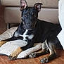 dog, black_dog, tan_dog, indoor, pillow, couch, wooden_floor, pet, canine, relaxed, ears_up, brown_eyes, fur, mammal, resting, household, animal, domestic, companion, laying_down