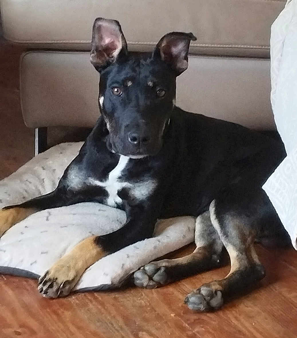Shelby a rejoint le concours — aidez-le/la à gagner de superbes lots ! dog, black_dog, tan_dog, indoor, pillow, couch, wooden_floor, pet, canine, relaxed, ears_up, brown_eyes, fur, mammal, resting, household, animal, domestic, companion, laying_down