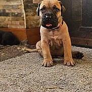 Aïko a rejoint le concours — aidez-le/la à gagner de superbes lots ! dog, puppy, indoor, carpet, fireplace, stone_wall, metal_screen, portrait, cute, tongue_out, sitting, floor, paw, young, pet, brown_fur, muzzle, home, curious, cozy